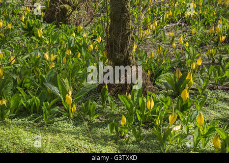 Lysichiton Americanus oder Moor Lilie am Ufer des Loch Awe, Schottland. Stockfoto