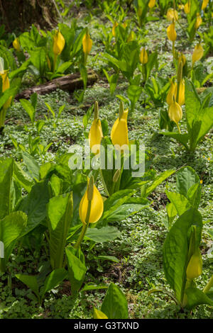 Lysichiton Americanus oder Moor Lilie am Ufer des Loch Awe, Schottland. Stockfoto