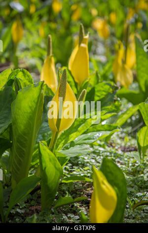 Lysichiton Americanus oder Moor Lilie am Ufer des Loch Awe, Schottland. Stockfoto