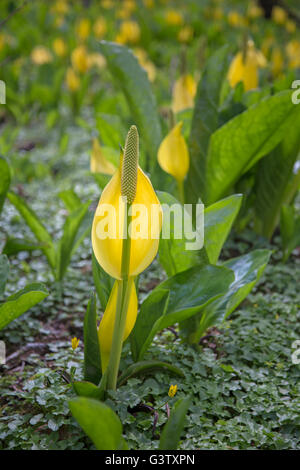 Lysichiton Americanus oder Moor Lilie am Ufer des Loch Awe, Schottland. Stockfoto