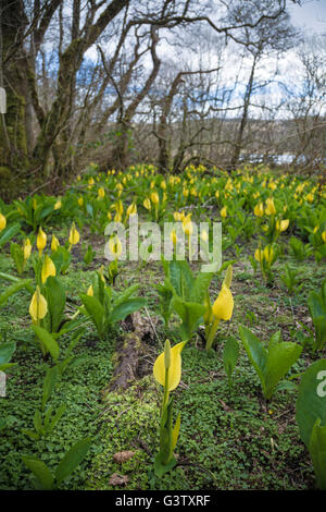 Lysichiton Americanus oder Moor Lilie am Ufer des Loch Awe, Schottland. Stockfoto