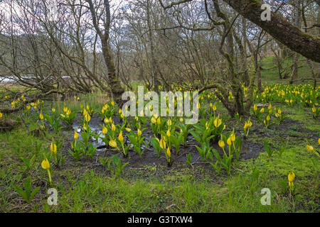 Lysichiton Americanus oder Moor Lilie am Ufer des Loch Awe, Schottland. Stockfoto