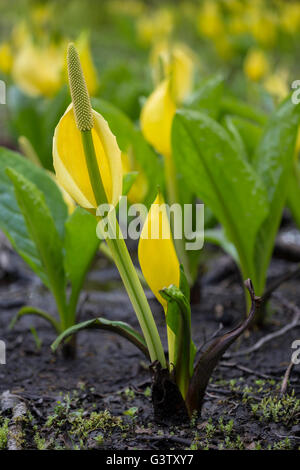 Lysichiton Americanus oder Moor Lilie am Ufer des Loch Awe, Schottland. Stockfoto