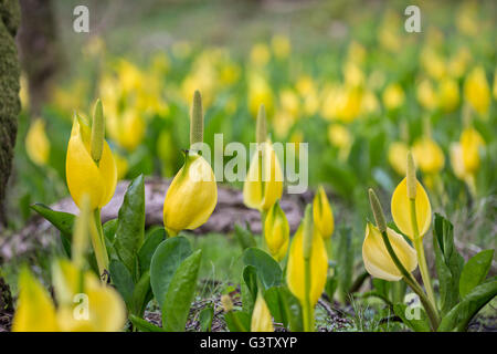 Lysichiton Americanus oder Moor Lilie am Ufer des Loch Awe, Schottland. Stockfoto