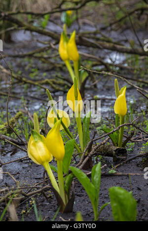 Lysichiton Americanus oder Moor Lilie am Ufer des Loch Awe, Schottland. Stockfoto