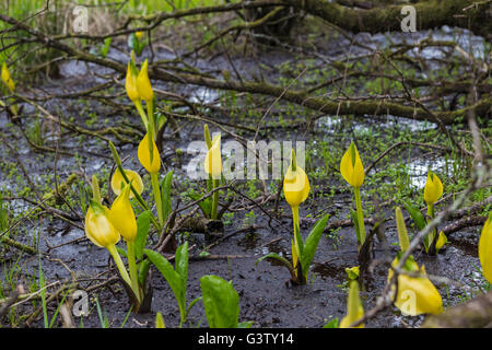 Lysichiton Americanus oder Moor Lilie am Ufer des Loch Awe, Schottland. Stockfoto