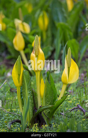 Lysichiton Americanus oder Moor Lilie am Ufer des Loch Awe, Schottland. Stockfoto