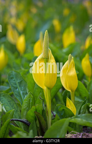 Lysichiton Americanus oder Moor Lilie am Ufer des Loch Awe, Schottland. Stockfoto