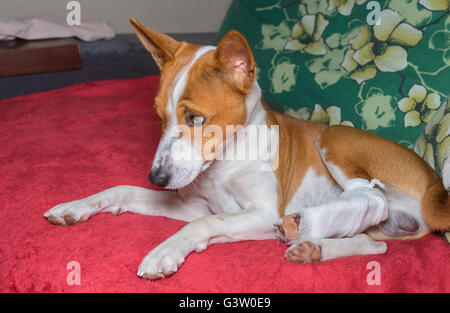 Traurig Basenji Hunde mit gebrochenen bandagiert Hinterfüße ruht auf einem sofa Stockfoto