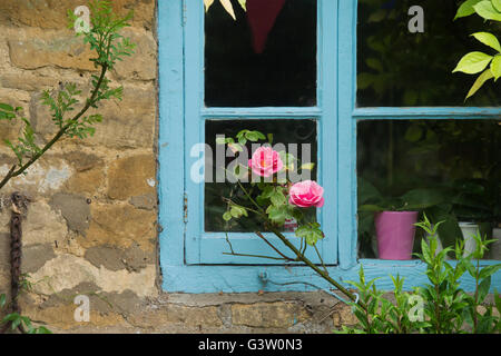 Reetdachhaus Fenster und Rosen. Ashton unter Hill, Wychavon Bezirk, Worcestershire, UK Stockfoto