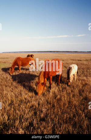 Wilde Pferde (bekannt als "Ponys") in Chincoteague National Wildlife Refuge, Assateague Island, Virginia, USA Stockfoto