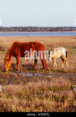 Wilde Pferde (bekannt als "Ponys") in Chincoteague National Wildlife Refuge, Assateague Island, Virginia, USA Stockfoto