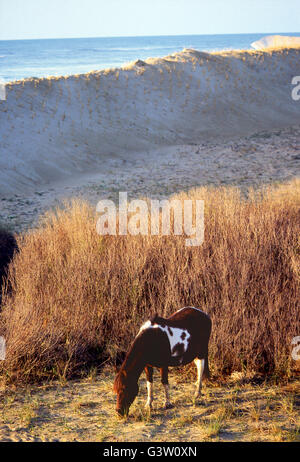 Wilde Pferde (bekannt als "Ponys") in Chincoteague National Wildlife Refuge, Assateague Island, Virginia, USA Stockfoto