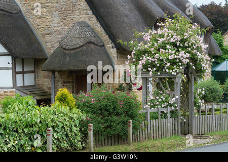 Rosen auf eine hölzerne Torbogen vor einem Reetdachhaus Cotswold-Stein. Ashton unter Hill, Worcestershire, England Stockfoto