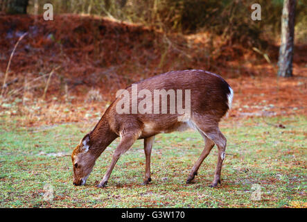 Sika Rotwild (Cervus Nippon); Chincoteague National Wildlife Refuge, Assateague Island, Virginia, USA Stockfoto