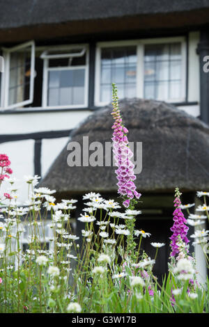 Fingerhut im Vorgarten eines strohgedeckten schwarzen und weißen Holz gerahmte Cottage. Ashton unter Hill, Worcestershire, UK Stockfoto