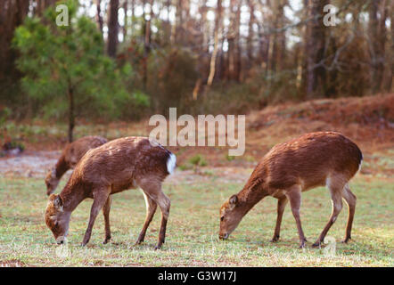 Sika Rotwild (Cervus Nippon); Chincoteague National Wildlife Refuge, Assateague Island, Virginia, USA Stockfoto