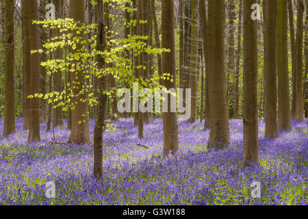 Frühling am Hallerbos mit blühenden Glockenblumen, Halle, Flämisch Brabant Provinz, Belgien Stockfoto