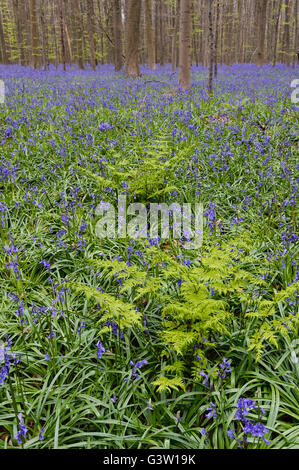 Frühling am Hallerbos mit blühenden Glockenblumen, Halle, Flämisch Brabant Provinz, Belgien Stockfoto