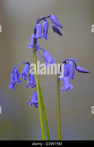 blühenden Glockenblumen in Hallerbos, Halle, flämische Provinz Brabant, Belgien Stockfoto