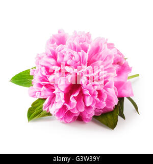 Rosa Pfingstrose Blume mit verlässt. Einzelnes Objekt isoliert auf weißem Hintergrund-Clipping-Pfad enthalten. Sommer Garten Blumen Stockfoto