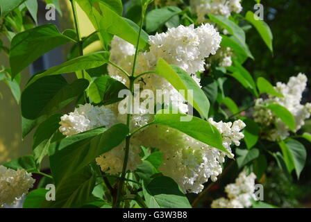 Weiße Flieder, Syringa vulgaris Stockfoto