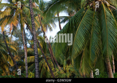 Blick auf Kiholo Bay, Hawaiis Big Island, Hawaii, USA Stockfoto