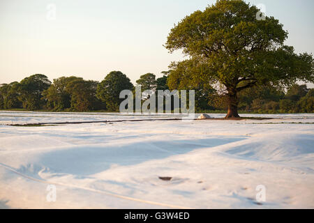 Frühe Ernte Kartoffeln unter Vlies, Shottisham, Suffolk, UK intensiv angebaut. Stockfoto