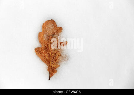 Trockene Eiche Blatt auf Schneeoberfläche Stockfoto