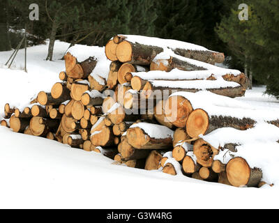 Holzscheite unter Schnee im Wald Stockfoto