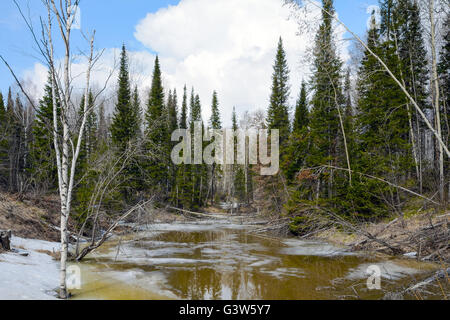 Der Frühling-Flut im Wald an den Hängen des Salair ridge Stockfoto