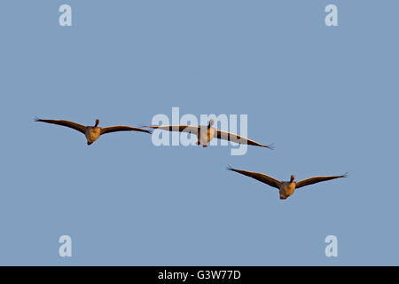 Drei wandernde Graugänse / Graylag Gans (Anser Anser) im Flug gegen blauen Himmel Stockfoto