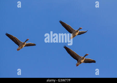 Drei wandernde Graugänse / Graylag Gans (Anser Anser) im Flug gegen blauen Himmel Stockfoto