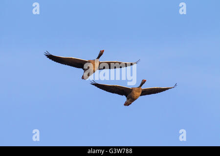 Zwei wandernde Graugänse / Graylag Gans (Anser Anser) im Flug gegen blauen Himmel Stockfoto