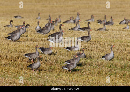 Graugans Gans Herde / Graylag Gänse (Anser Anser) auf Nahrungssuche in Stubblefield im Sommer Stockfoto