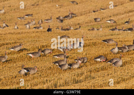 Graugans Gans Herde / Graylag Gänse (Anser Anser) auf Nahrungssuche in Stubblefield im Sommer Stockfoto