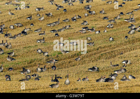 Graugans Gans Herde / Graylag Gänse (Anser Anser) auf Nahrungssuche in Stubblefield im Sommer Stockfoto
