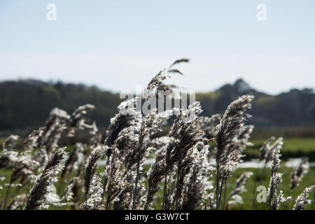 Einige Blätter mit der Sonne durch sie. Stockfoto