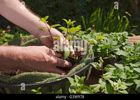 Nahaufnahme eines Gärtners, der im Frühjahr England Großbritannien Großbritannien Großbritannien und Nordirland eine Fuchsia-Fuchsias-Pflanze im Hängekorb pflanzt Stockfoto