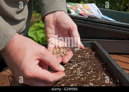 Nahaufnahme von Person Gärtner Mann Pflanzen Ringelblumenkerne ein Saatgutbehälter im Frühjahr England Vereinigtes Königreich GB Großbritannien Stockfoto