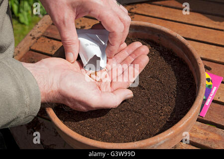 Nahaufnahme von Person Gärtner Mann Pflanzen Stiefmütterchen Samen in Topf Kompost im Frühjahr England Großbritannien GB Großbritannien Stockfoto