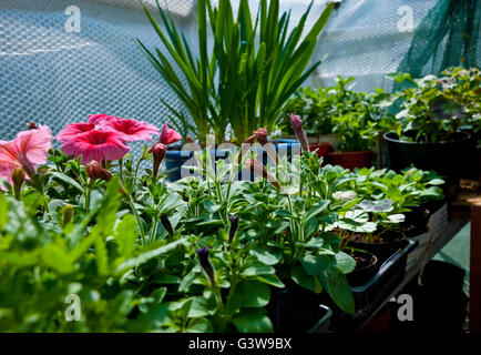 Zarte junge Petunia petunias und Verbena Pflanzen wachsen in einem Gewächshaus im Frühjahr England Vereinigtes Königreich GB Großbritannien Stockfoto