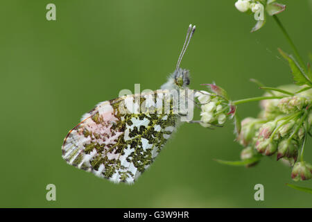 Orange Tipp Schmetterling (Anthochari) männlich ruht auf Kuh Petersilie in einem Feld Hecke Lebensraum in Nottinghamshire, England UK - Mai Stockfoto