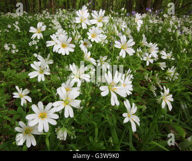 Ein Flush von größeren Stitchwort (Stellaria Holostea) Blumen auf dem Boden ein Laubwald, England UK - Mai Stockfoto