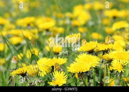 Löwenzahn (Taraxacum Officinale) in Blume in einem Feld in Noottinghamshire, England UK - Anfang Mai Stockfoto