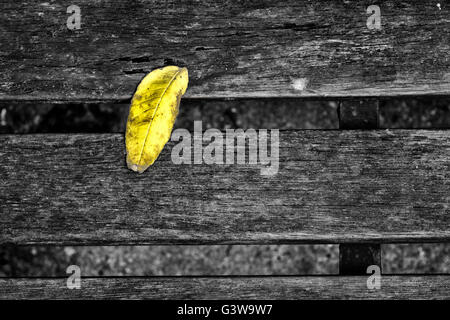 Blatt auf eine hölzerne Sitzbank Stockfoto