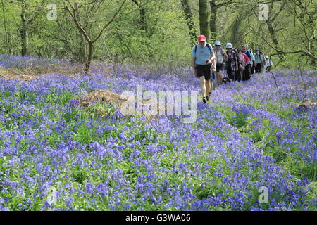 Die Menschen gehen über eine englische Bluebell Holz auf dem Anwesen Hardwick Hall, Derbyshire als Teil des Chesterfield Walking Festival, UK Stockfoto