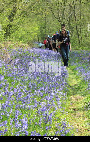 Menschen auf einer geführten Wanderung durch eine englische Bluebell Holz auf dem National Trust Hardwick Anwesen in Derbyshire, England, UK Stockfoto