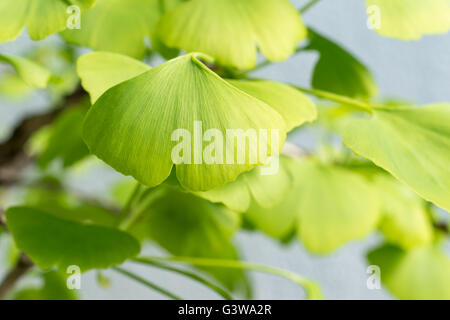 Nahaufnahme von Ginkgo Biloba-Blättern Stockfoto