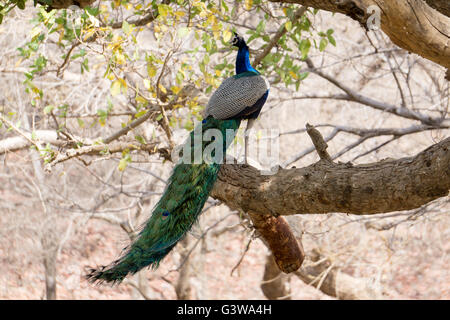Pfau in einem Baum Stockfoto
